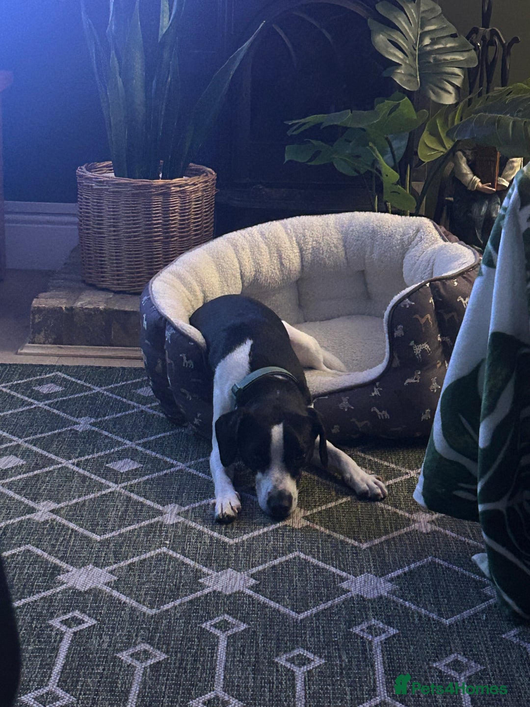 Mixed Breed dogs for sale: 2 year old Male - Jack Russel cross Beagle - Advert 6