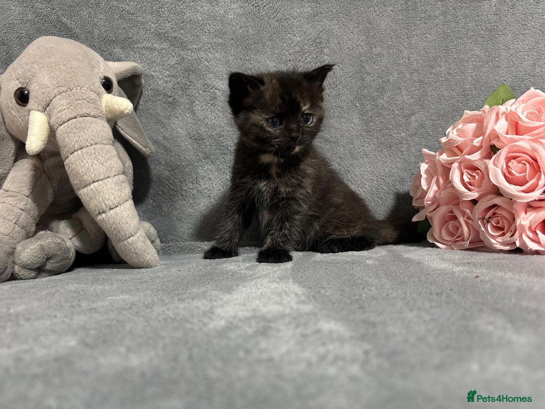 Mixed Breed cats for sale: Ragdoll mixed kittens Grey. Tabby. Speckled. Black - Advert 25