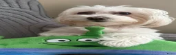Maltese dogs for sale: Maltese puppy’s  - Advert 1