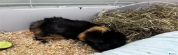 Guinea Pig rodents for sale: Two female Guinea Pigs + indoor set up - Advert 2