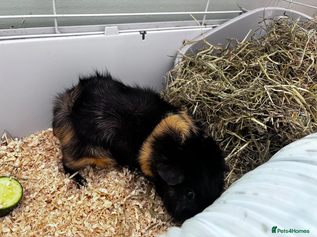 Guinea Pig rodents for sale: Two female Guinea Pigs + indoor set up - Advert 2