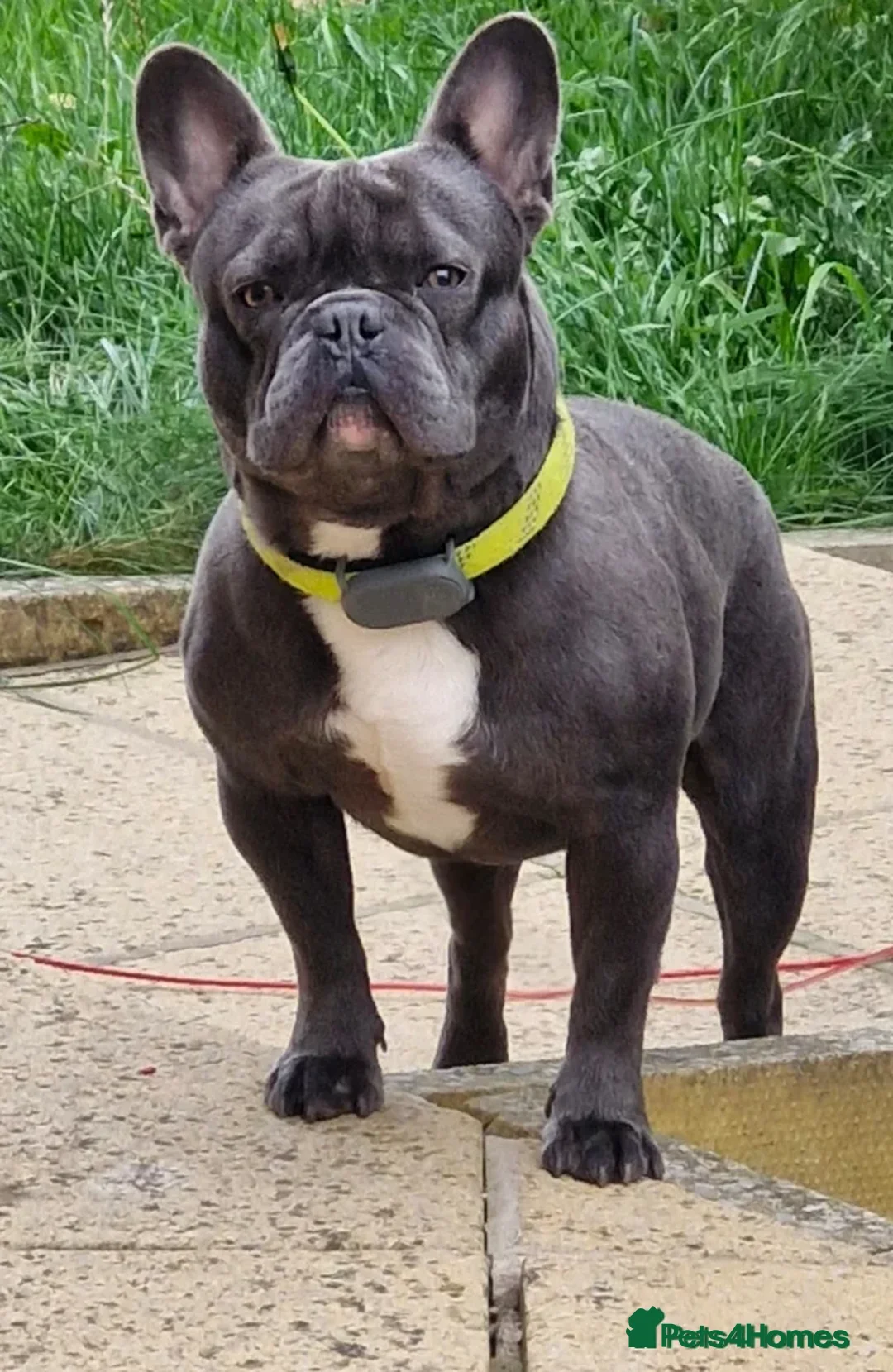 French Bulldog dogs for sale: Blu - beautiful blue coat - Advert 1