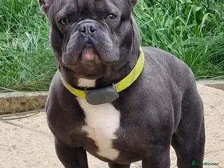 French Bulldog dogs Blu - beautiful blue coat - Advert 2