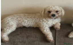 Mixed Breed dogs for sale: Louis and Hugo  - Image 7
