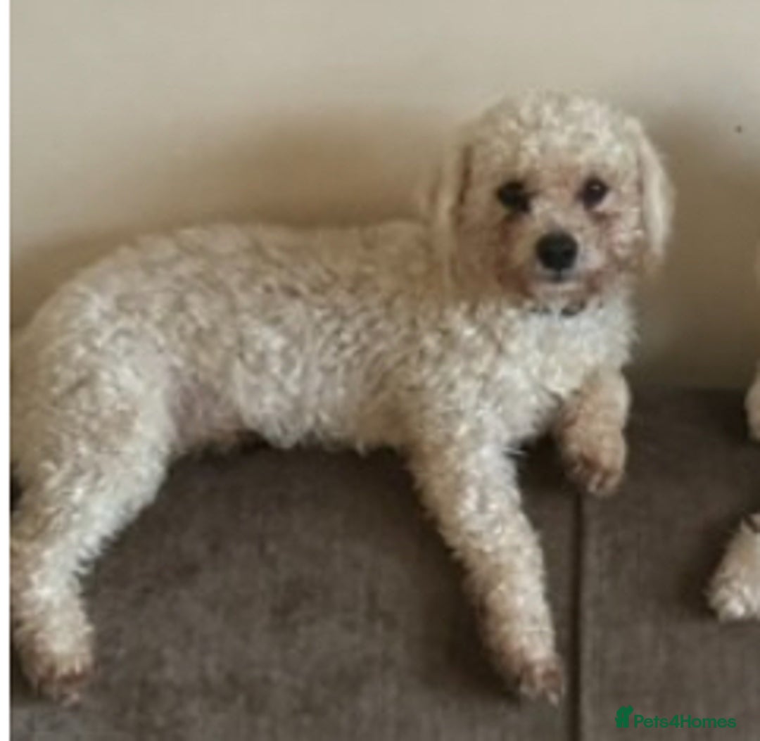 Mixed Breed dogs for sale: Louis and Hugo  - Image 7