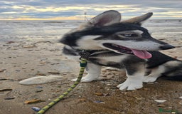 Siberian Husky dogs for sale: Luna - 6 Month Old Female Husky - Image 2