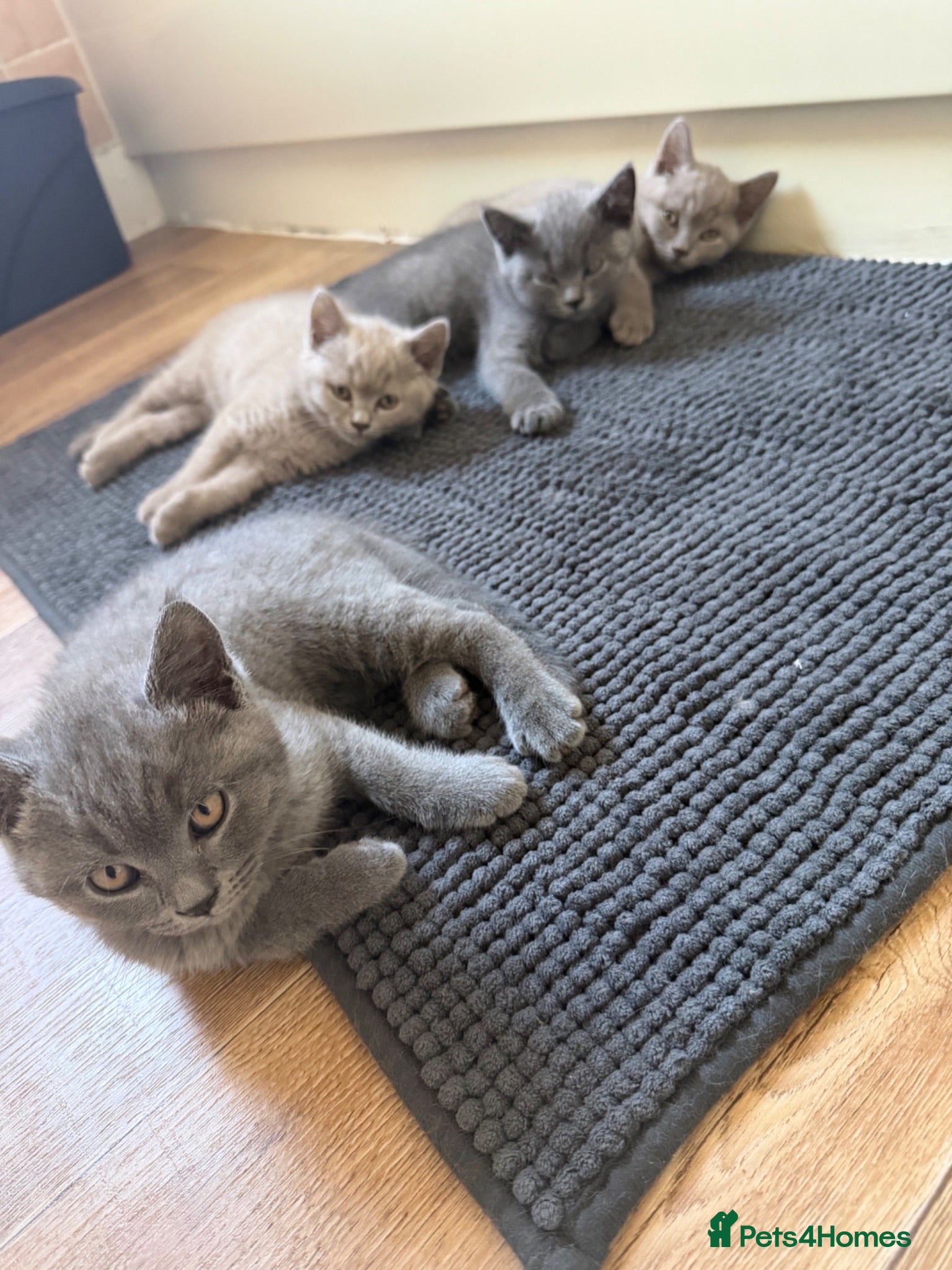 British Shorthair cats Gorgeous kittens ready to leave - Advert 2