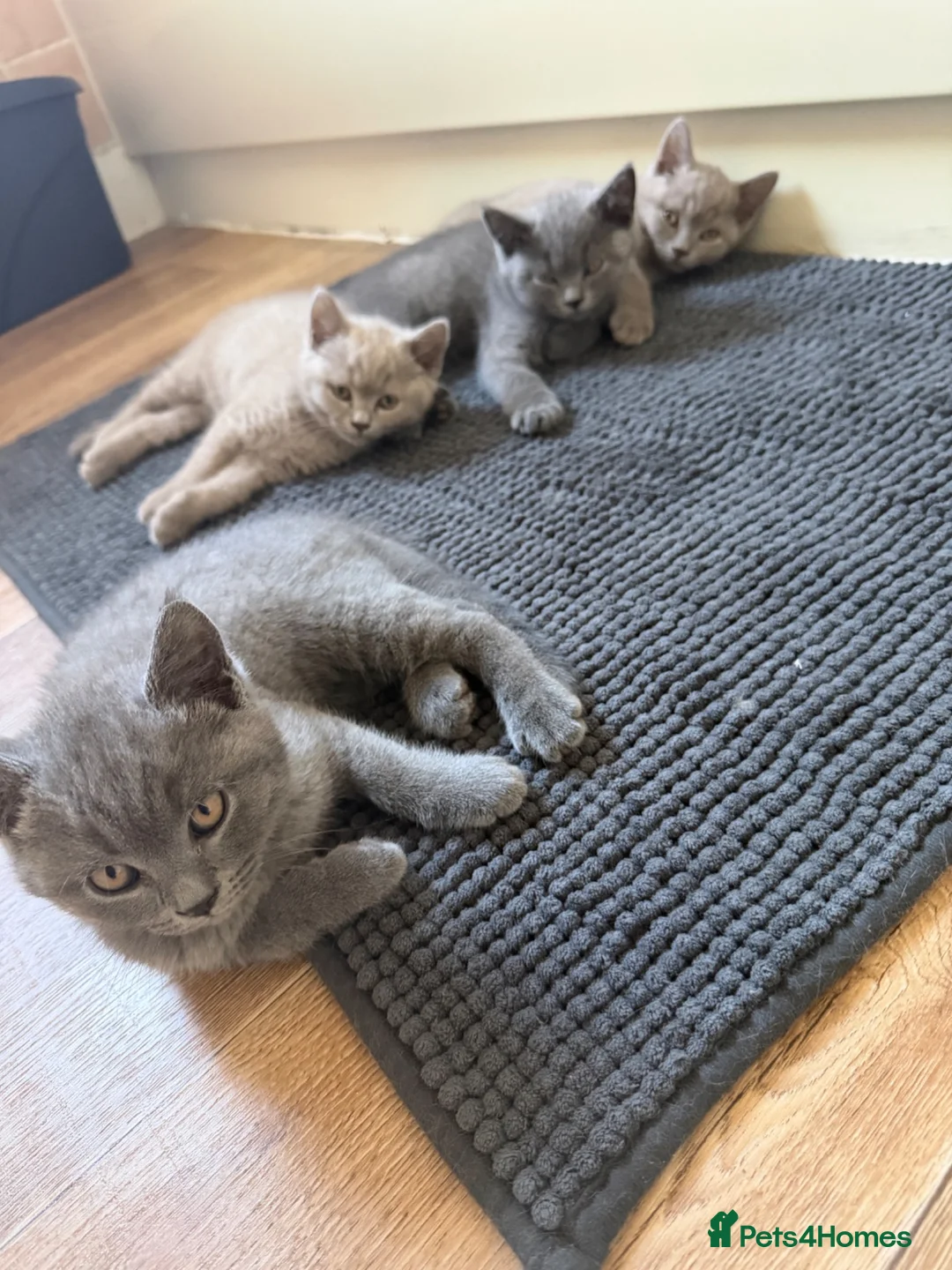 British Shorthair cats for sale: Gorgeous kittens ready to leave in London - Advert 2