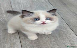 Ragdoll cats for sale: Champion Bloodline Seal Bicolour Ragdoll Girl - Image 5