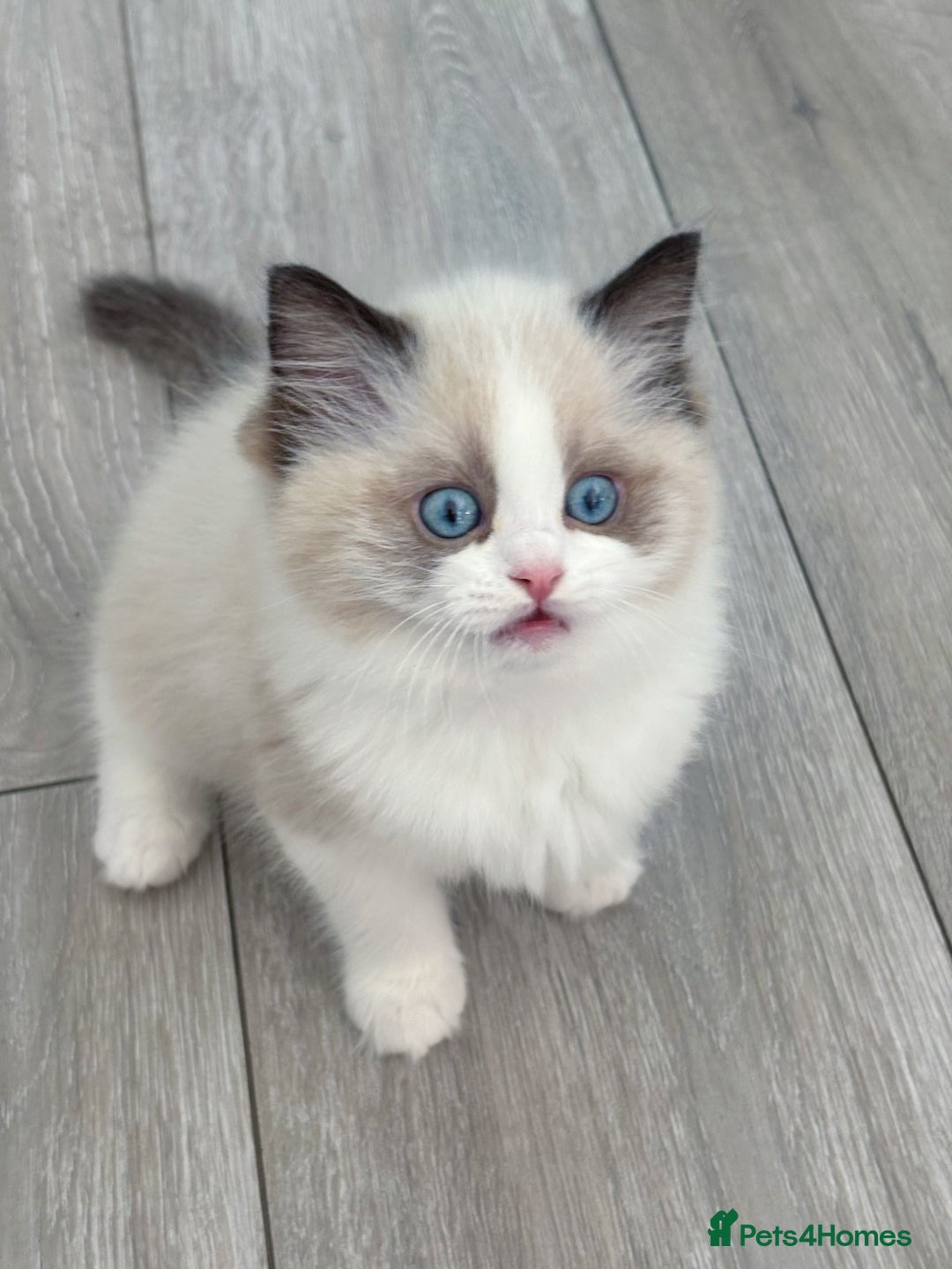 Ragdoll cats for sale: Champion Bloodline Seal Bicolour Ragdoll Girl - Image 5
