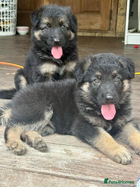 German Shepherd dogs German Shepherd Puppies - Advert 1