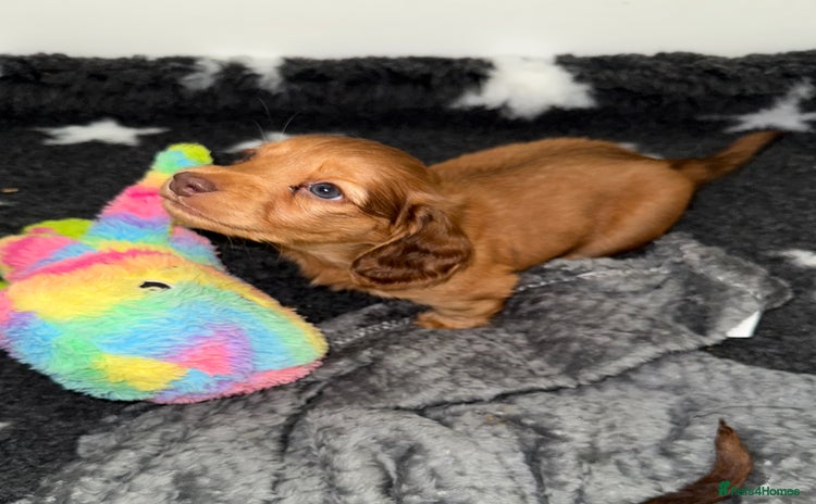 Miniature Dachshund dogs 💚🧡Stunning KC Longhaired Mini Dachshunds💚🧡 - Advert 3