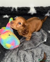 Miniature Dachshund dogs 💚🧡Stunning KC Longhaired Mini Dachshunds💚🧡 - Advert 9