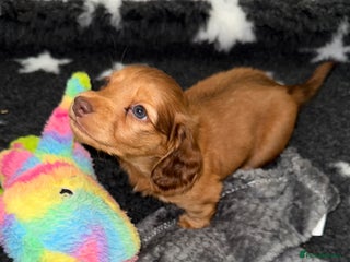 Miniature Dachshund dogs 💚🧡Stunning KC Longhaired Mini Dachshunds💚🧡 - Advert 15