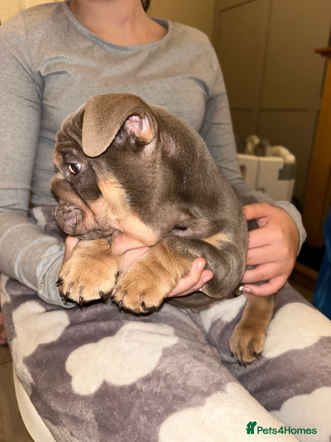 English Bulldog dogs for sale: KOBE X DARLA 5x SMALL COMPACT UNREAL🔥 - Advert 14