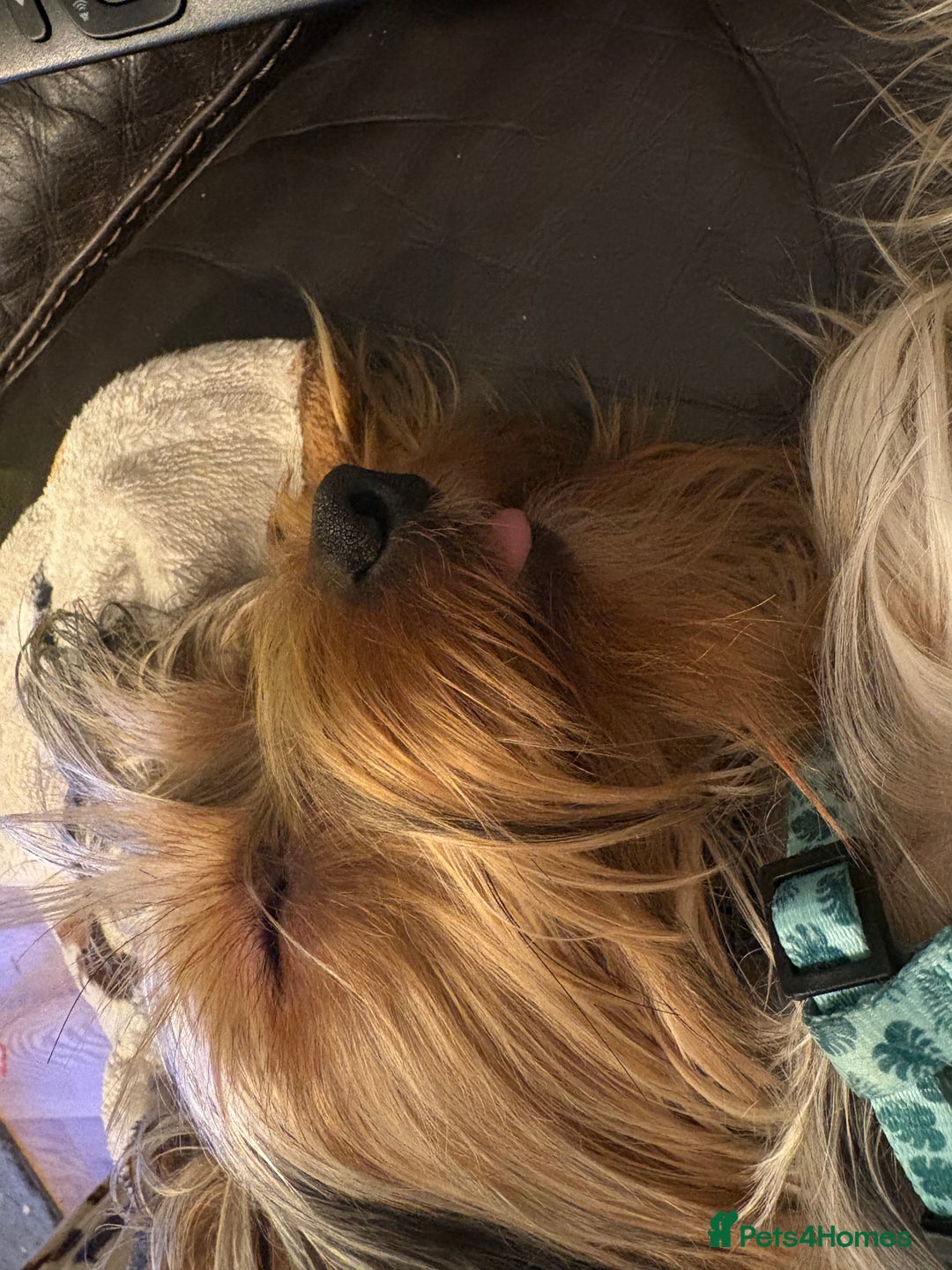 Yorkshire Terrier dogs for stud: For STUD - Advert 19