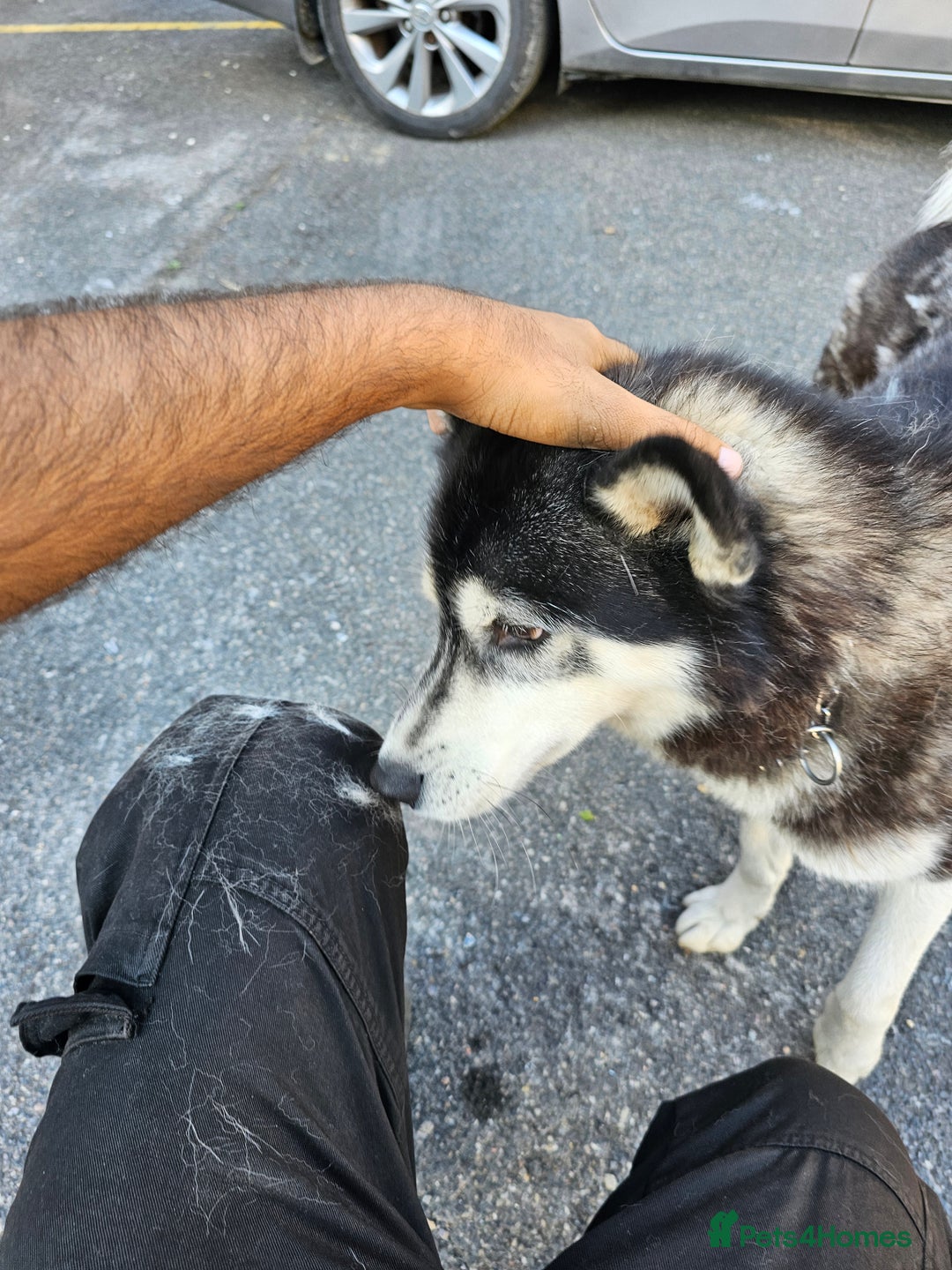 Siberian Husky dogs for sale: Multicolored eyes Husky for sale super friendly - Image 11
