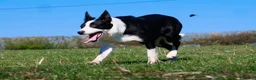 Border Collie dogs for sale: Border collies pups stop and have a look at these - Advert 8