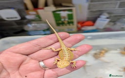 Bearded Dragon reptiles for sale: 50% red monster bearded dragons  - Image 17