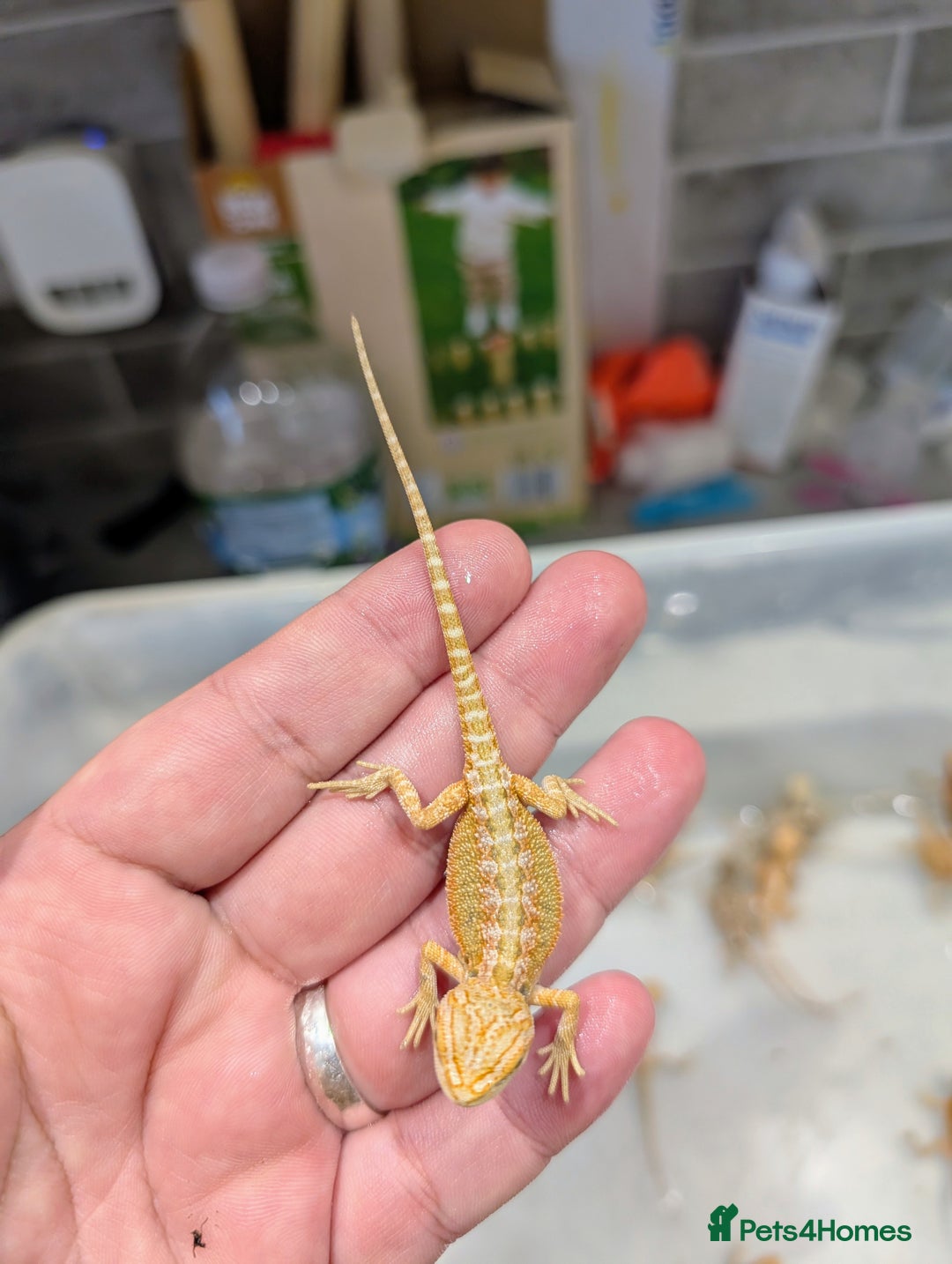 Bearded Dragon reptiles for sale: 50% red monster bearded dragons  - Image 17