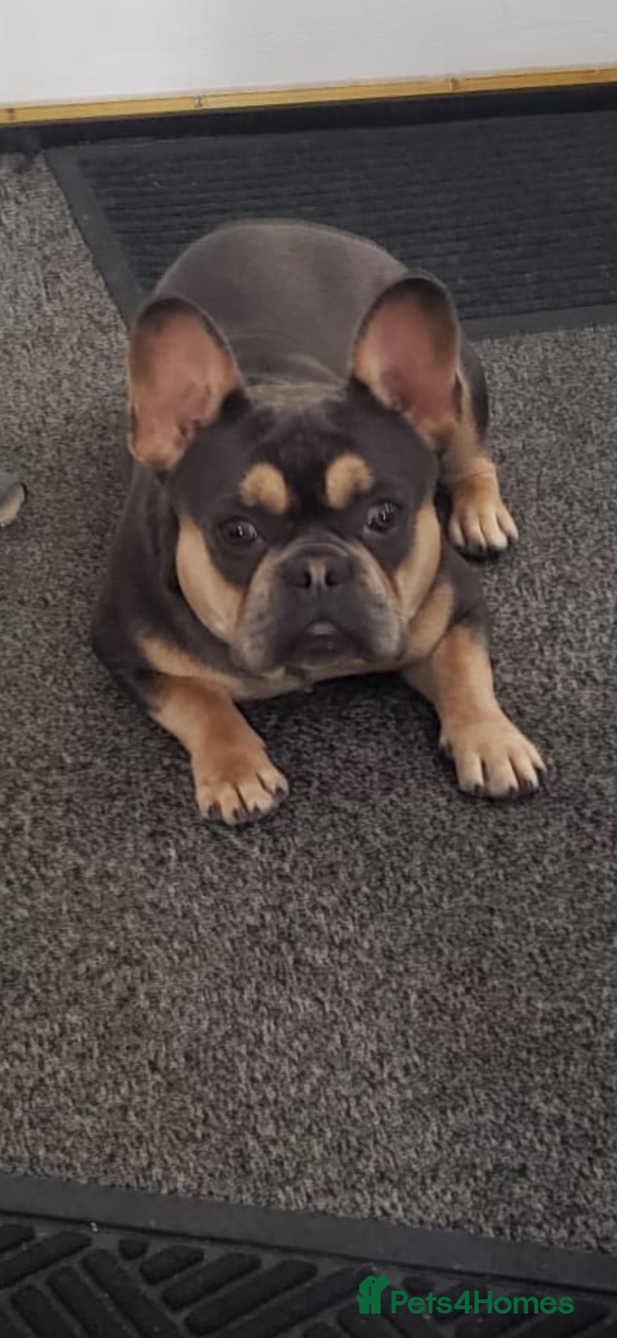 French Bulldog dogs Kc French bulldog stud  - Advert 1