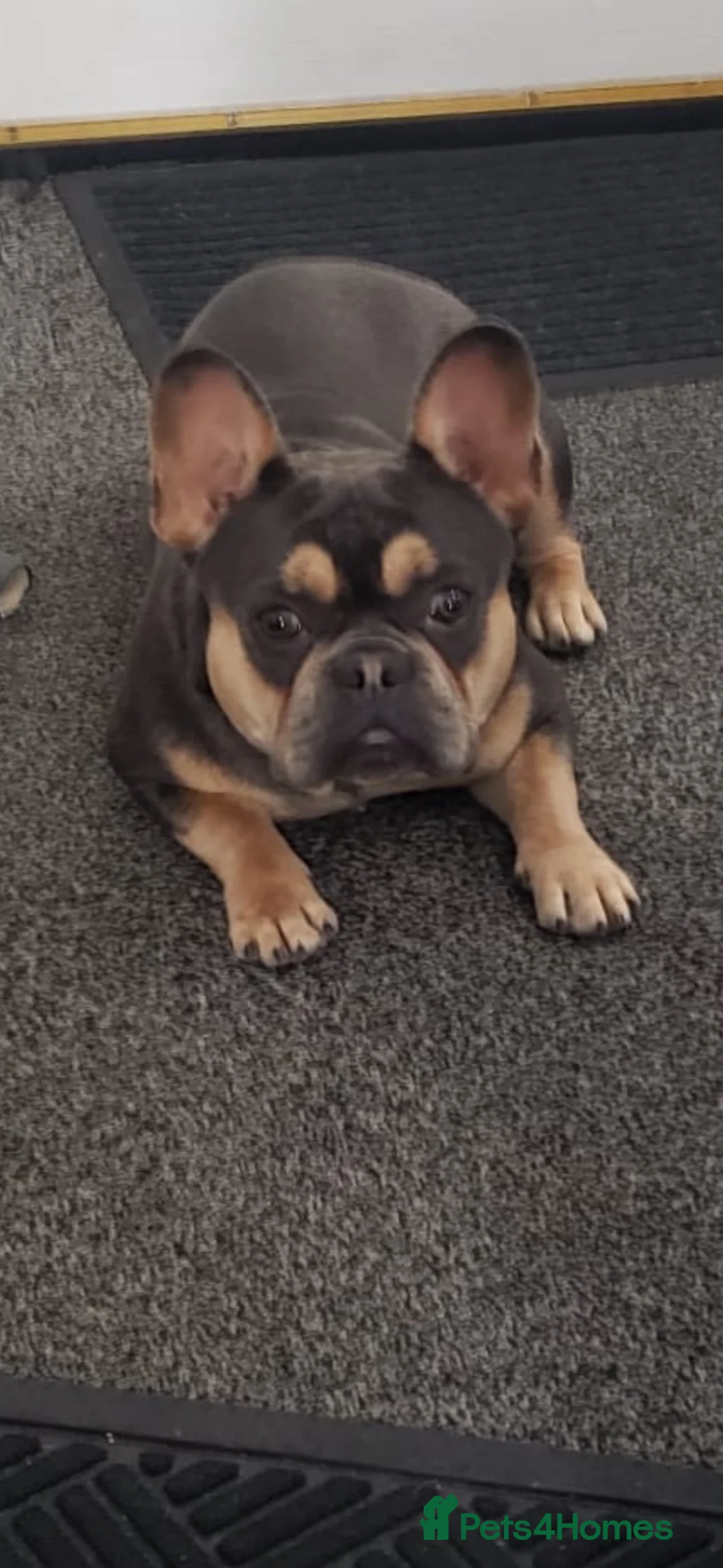French Bulldog dogs for stud: Kc French bulldog stud  in Blackburn - Advert 1