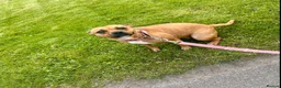 Staffordshire Bull Terrier dogs for sale: Red, red and white pied pups available 🐾 - Advert 7