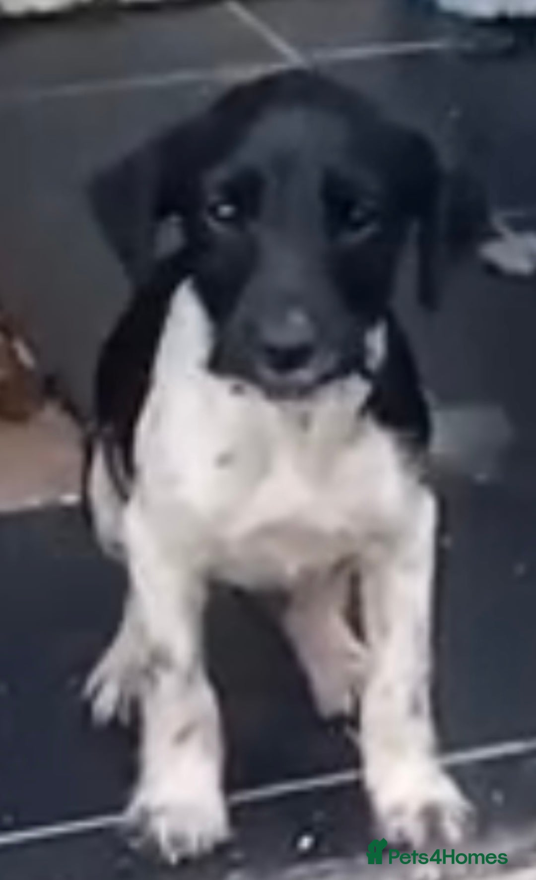 Patterjack dogs for sale: Miss  - Advert 3