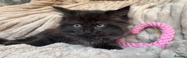 Ragdoll 4