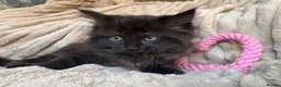 Ragdoll cats for sale: Beautifull XRagdoll Kittens in Daventry - Advert 4