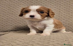 Cavalier King Charles Spaniel dogs for sale: Gorgeous KC Reg Cavalier Puppies  - Image 13