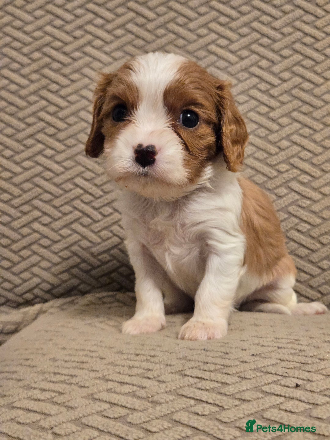Cavalier King Charles Spaniel dogs for sale: Gorgeous KC Reg Cavalier Puppies  - Image 13