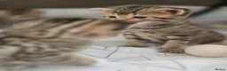 Mixed Breed cats for sale: British Shorthair mix kittens  - Advert 31