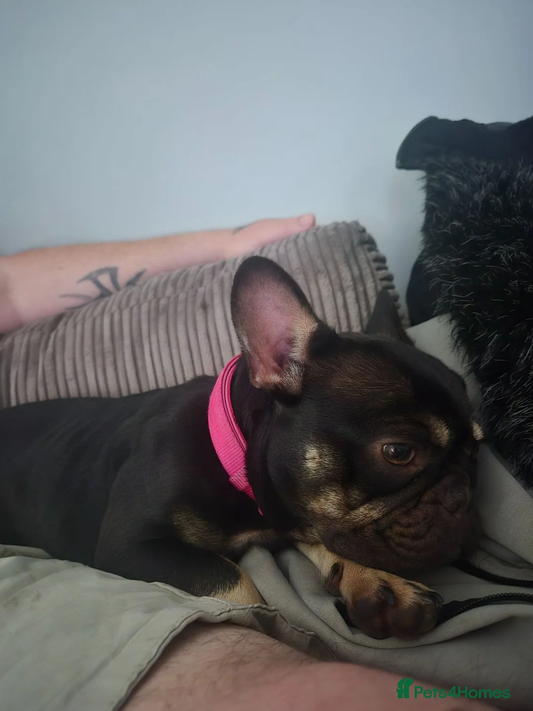French Bulldog dogs for sale: French bulldog girl - Advert 2