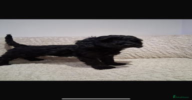 Cockapoo dogs - Advert 12