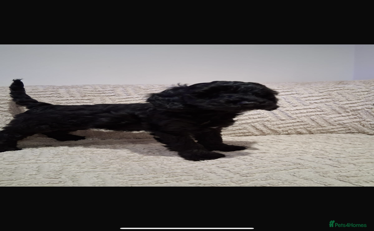 Cockapoo dogs - Advert 10