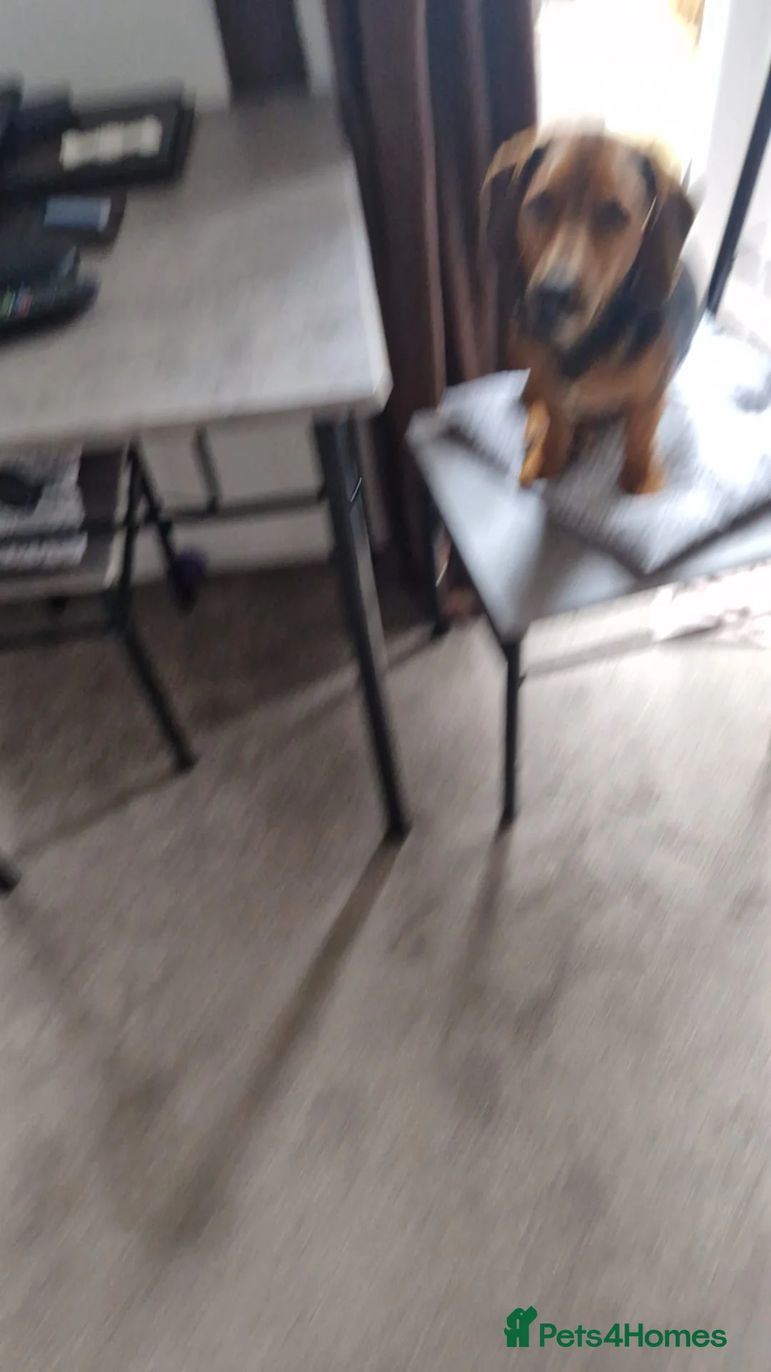 Mixed Breed dogs for sale: Ozzyw - Advert 5
