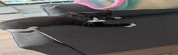 Maine Coon cats for sale: Maine coon cross kittens  - Advert 3
