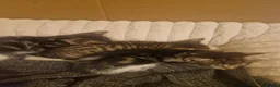 Mixed Breed cats for sale: 5 healthy kittens in Braintree - Advert 7