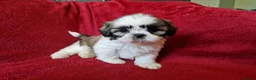 Shih Tzu dogs for sale: Miniature Shih-tzu's  - Advert 5