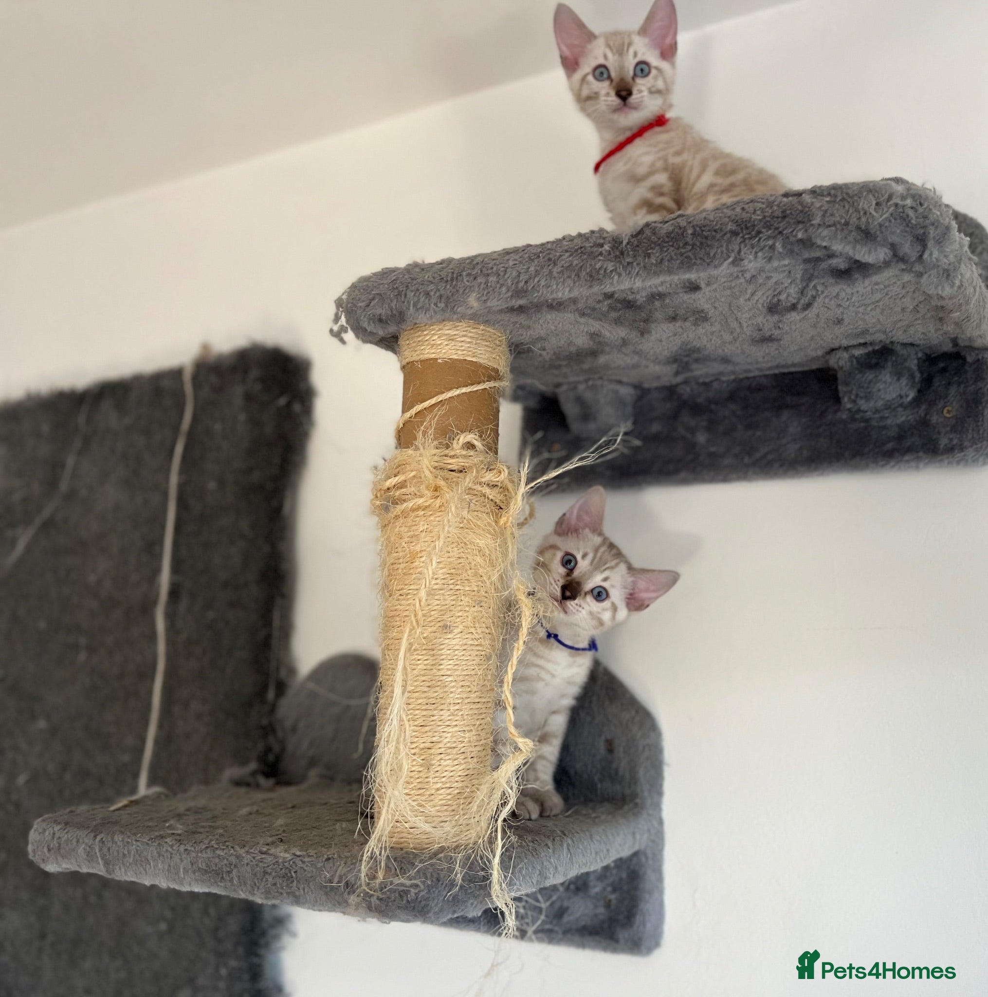 Bengal cats Two Stunning Snow Lynx Bengal Boys 🐾💙 - Advert 2