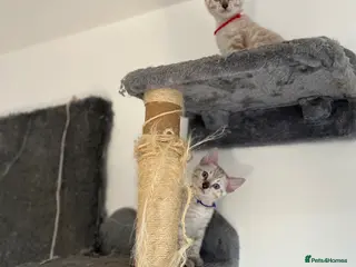 Bengal cats Two Stunning Snow Lynx Bengal Boys 🐾💙 - Advert 2