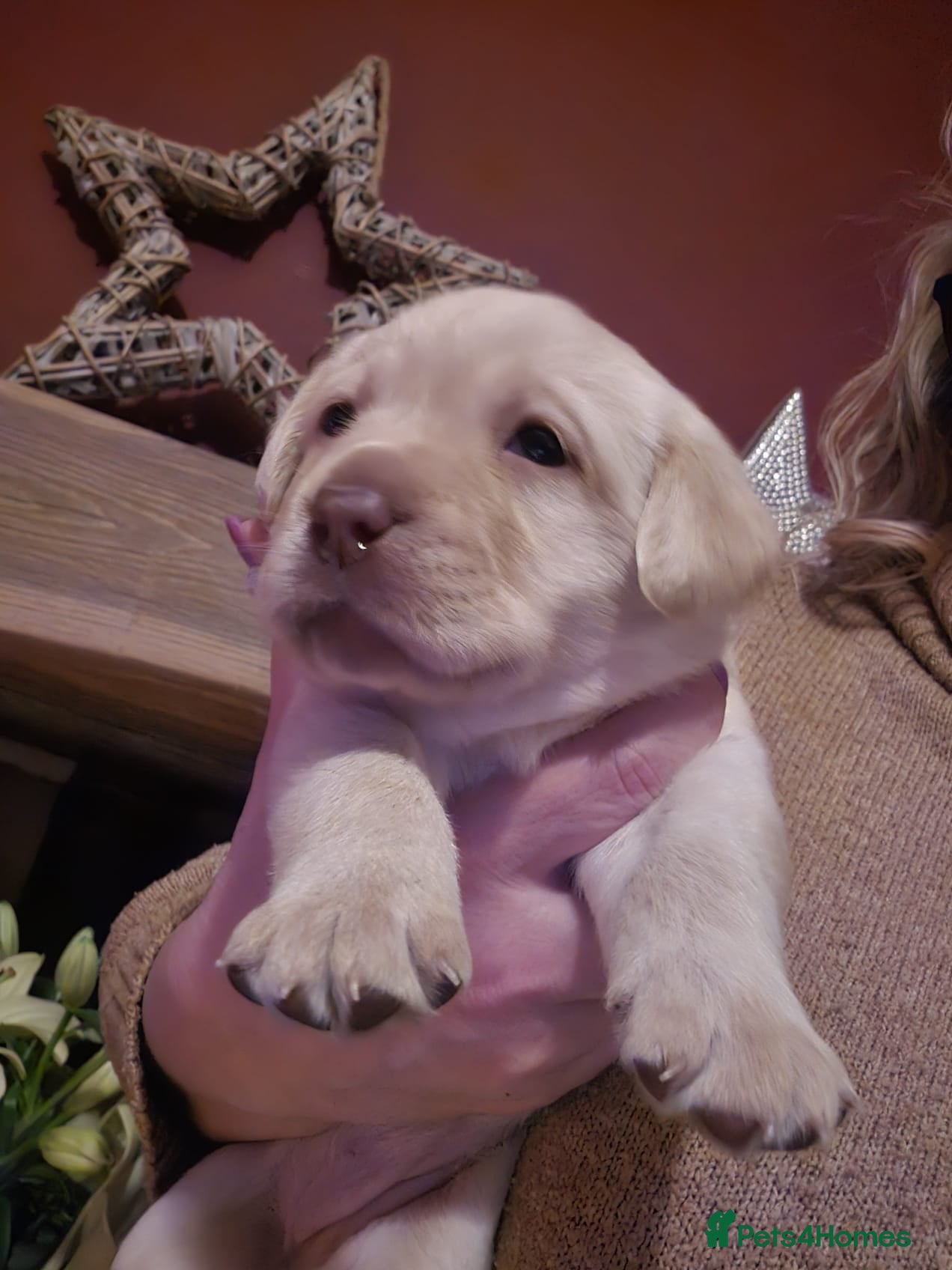 Labrador Retriever dogs Labrador Puppies - Advert 2