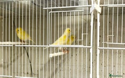 Canaries birds for sale: Yellow Diamorphic Canaries  - Advert 1