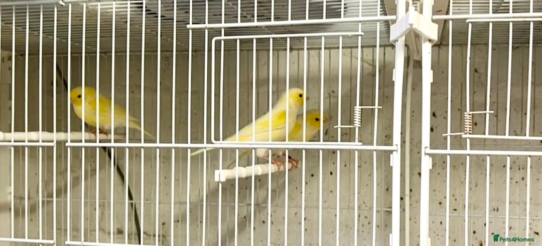 Canaries birds for sale: Yellow Diamorphic Canaries  - Advert 1