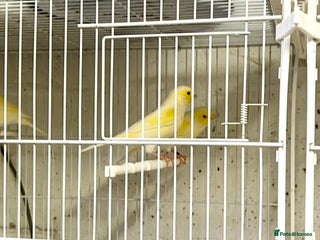 Canaries birds - Advert 10