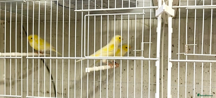 Canaries birds - Advert 3