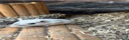Gerbil rodents for sale: 2 months old young female super tame cudly gerbil  - Advert 6