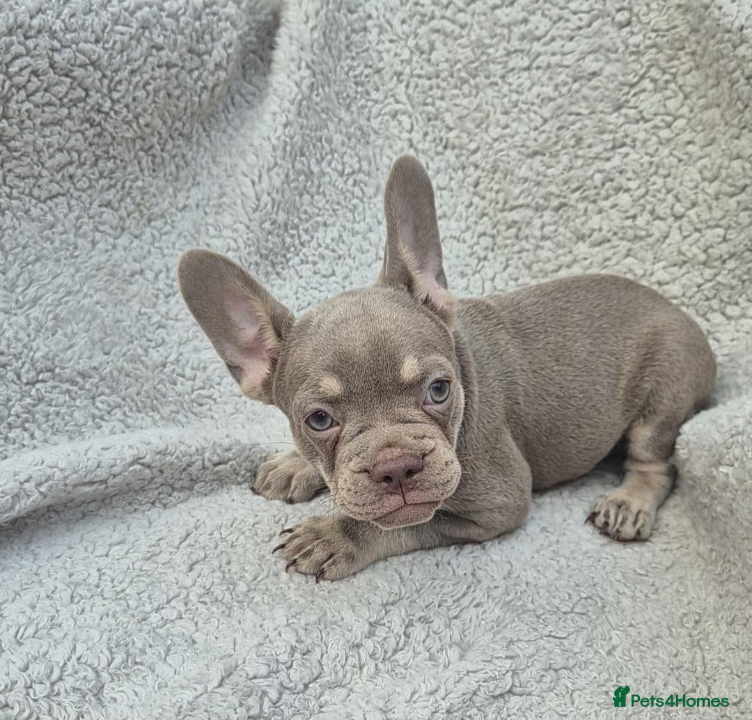 French Bulldog dogs PriceDrop-Last 2 Left.HealthTested&Ready To Leave  - Advert 1