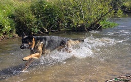 German Shepherd dogs for stud: German Shepherd for Stud - Image 3